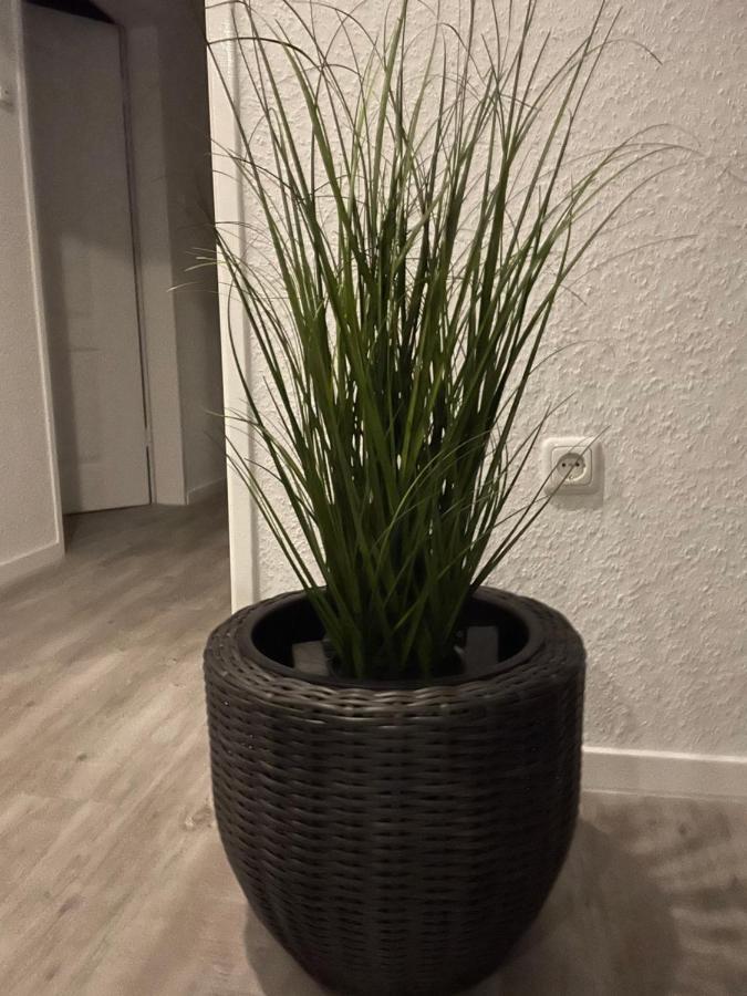 דירות הוקזיל Haus Mariechen מראה חיצוני תמונה